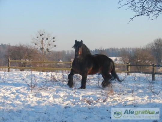 78887349211661055_N[1]