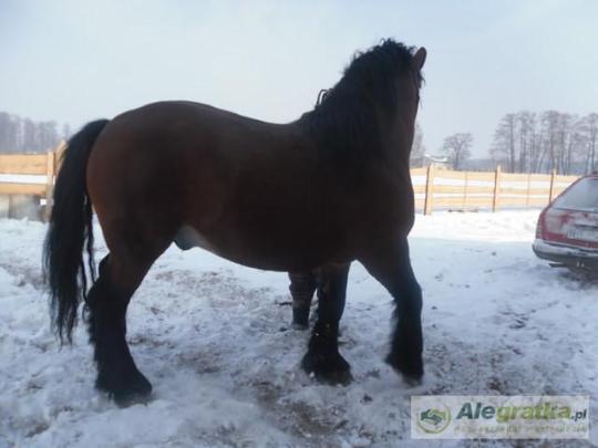 81716858411269129_N[1]