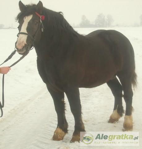 94323419710650983_N[1]