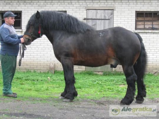 99442316011419231_N[1]