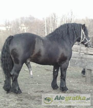 195907426811425901_N[1]