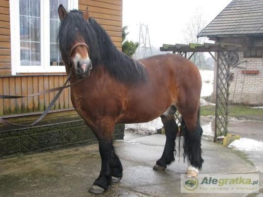 204777514410563005_N[1]