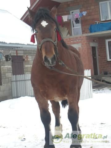 209307516410518701_N[1]