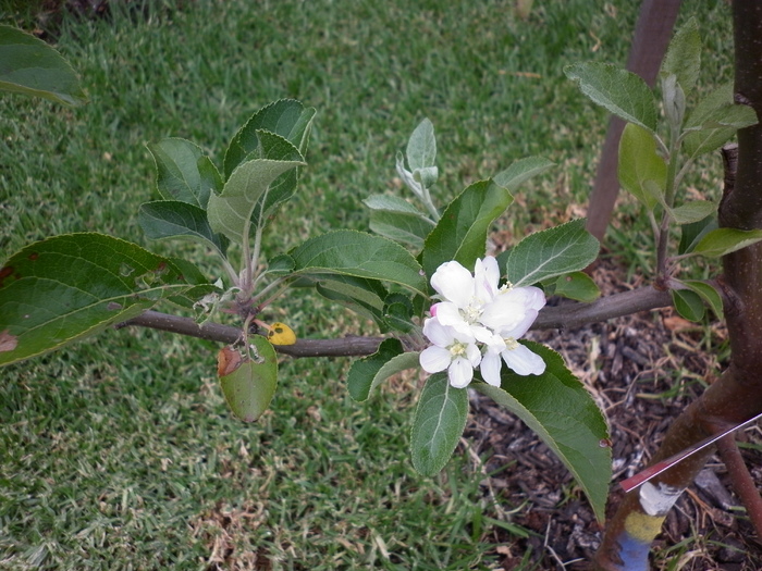 floare de mar in luna martie (septembrie in romania)