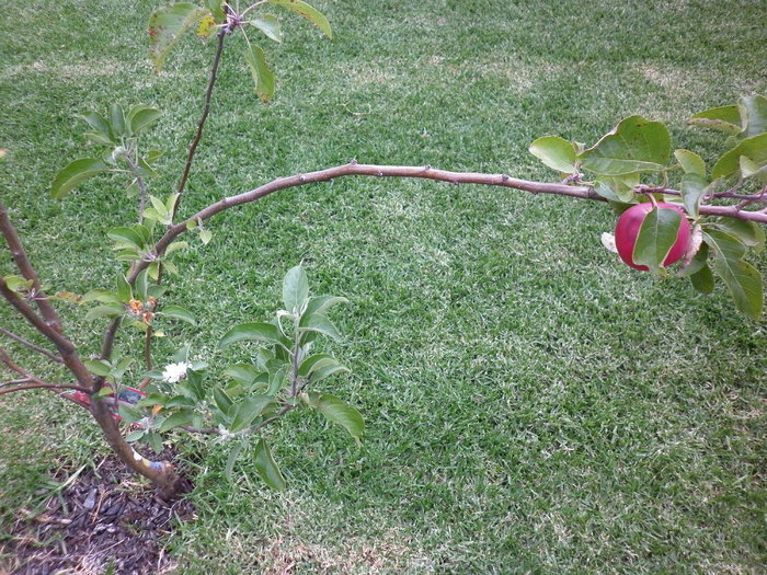 8.03.11 incredibil dar adevarat