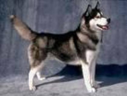 Husky - Animale de adoptat