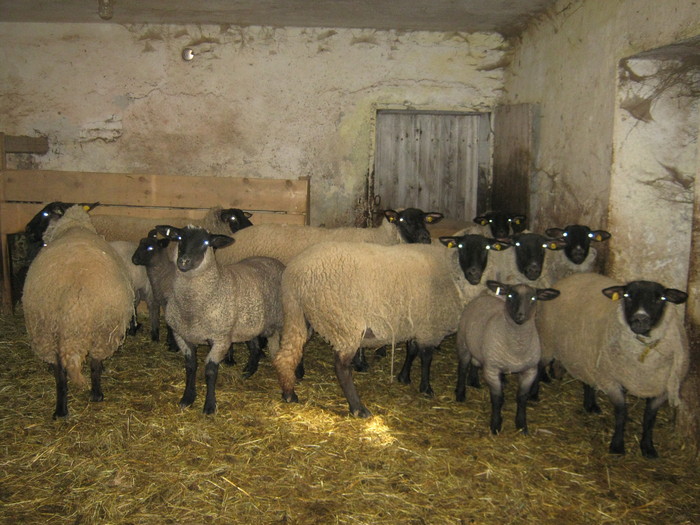 suffolk juhok es baranyok - oi suffolk stahrl si texel-Firma kolcsar-Oroszlany