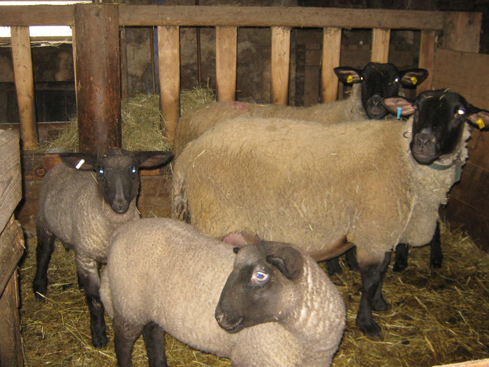 juhok es baranyok el vanak adva - oi suffolk stahrl si texel-Firma kolcsar-Oroszlany