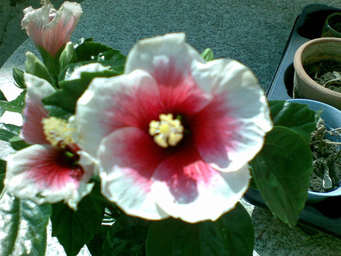 12032011(002) - hibiscus 2011