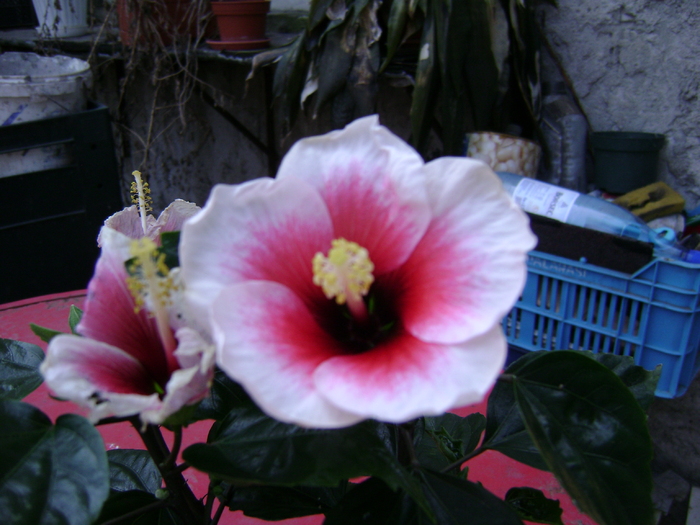 DSC05780 - hibiscus 2011