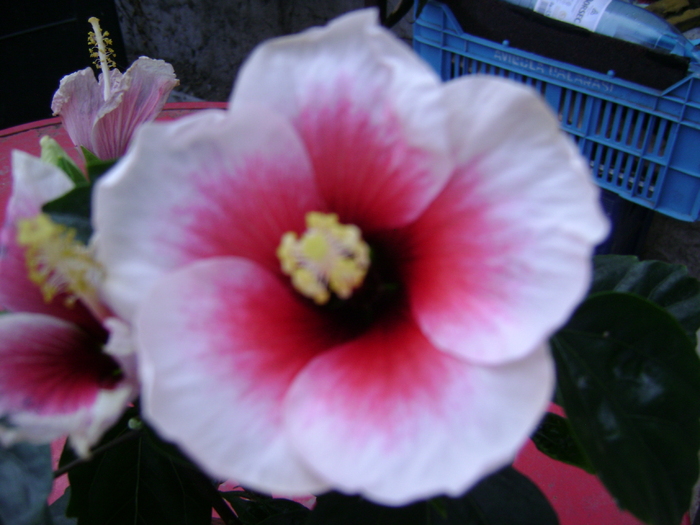 DSC05781 - hibiscus 2011