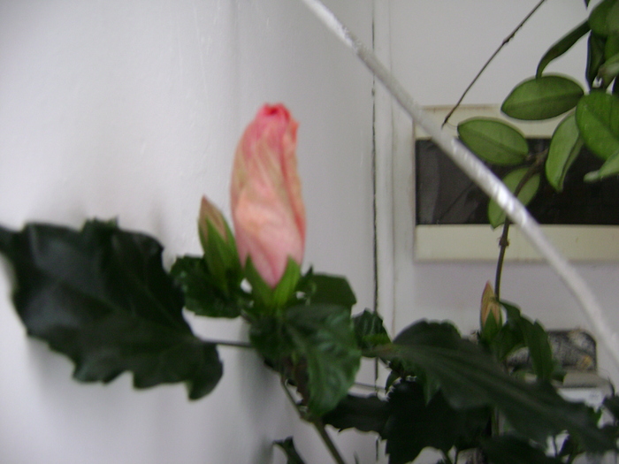 DSC05783 - hibiscus 2011