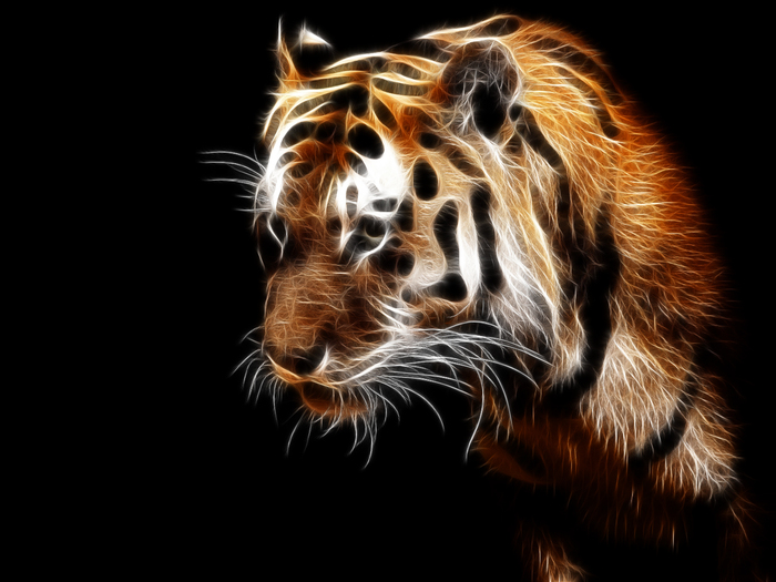 Tiger - Desktop