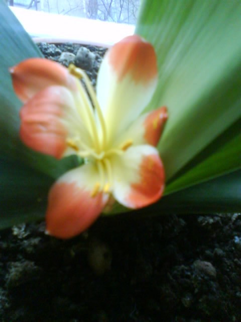 Clivia; feb.-martie 2011
