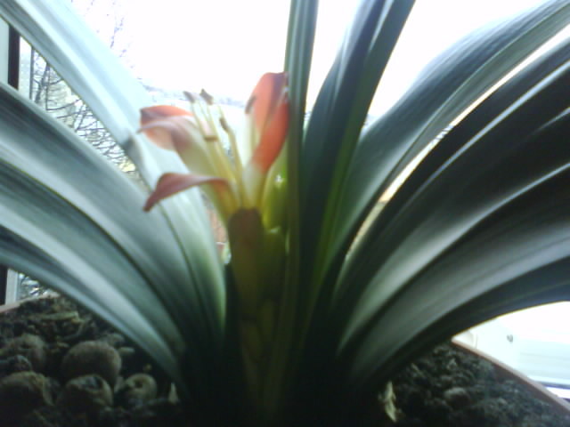 Clivia; feb.-martie 2011
