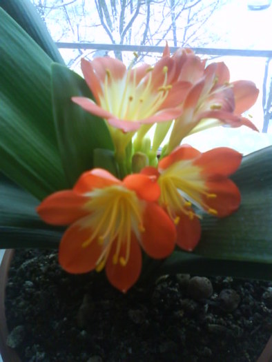 Clivia - Clivia