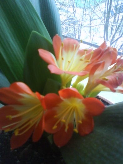 Clivia - Clivia