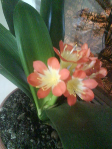 Clivia; feb.-martie 2011
