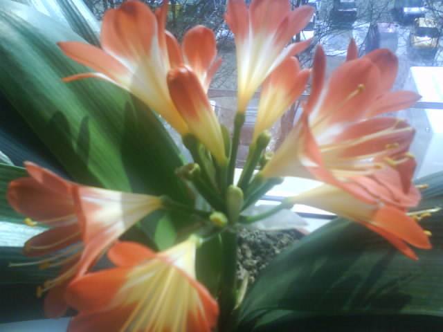 Clivia; feb.-martie 2011
