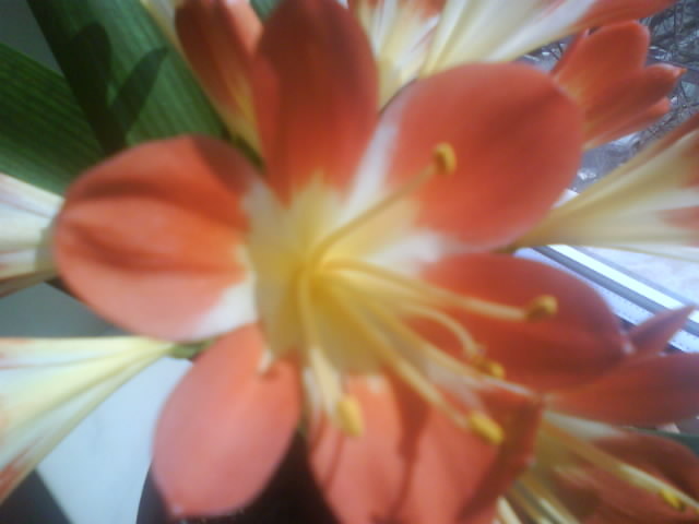 Clivia; feb.-martie 2011
