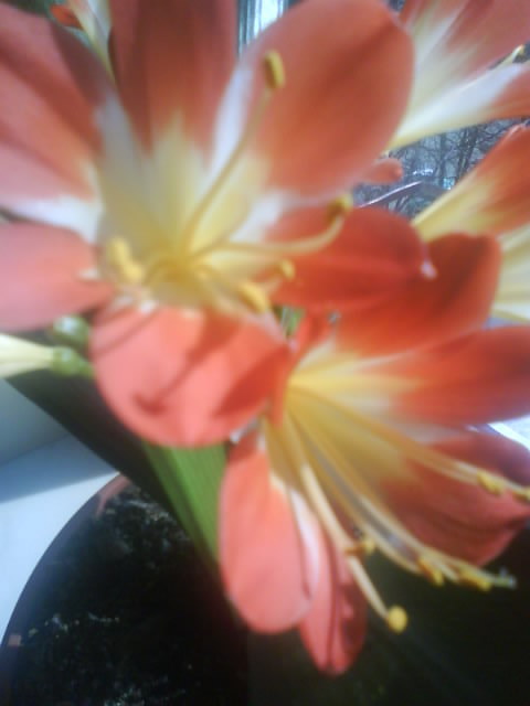 Clivia; feb.-martie 2011
