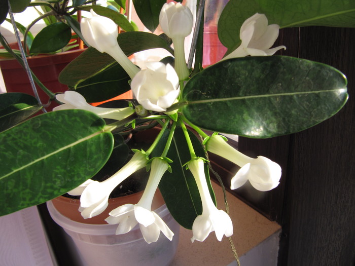 IMG_4648 - stephanotis