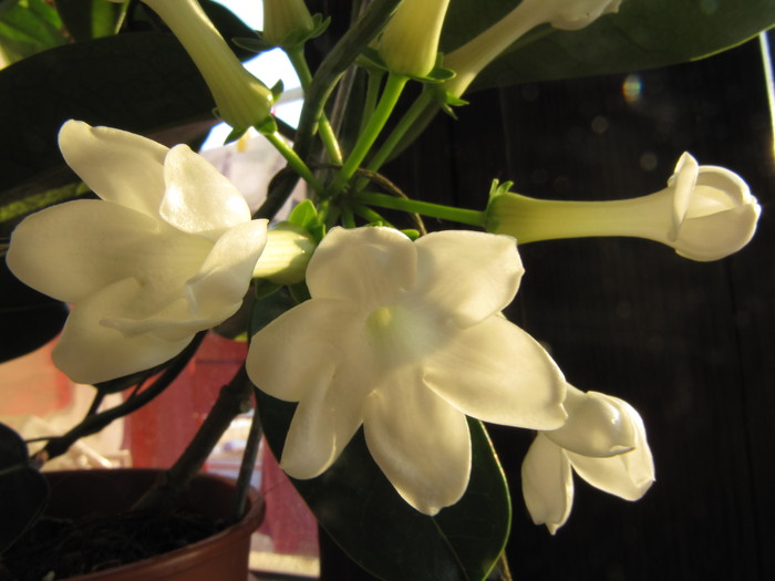 IMG_4650 - stephanotis