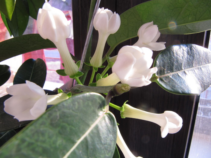 IMG_4651 - stephanotis