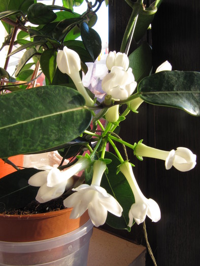 IMG_4652 - stephanotis