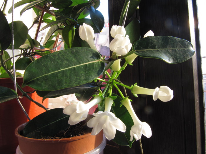 IMG_4654 - stephanotis