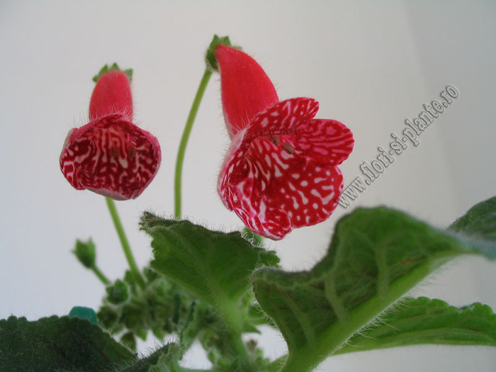 Kohleria Birgitta 9