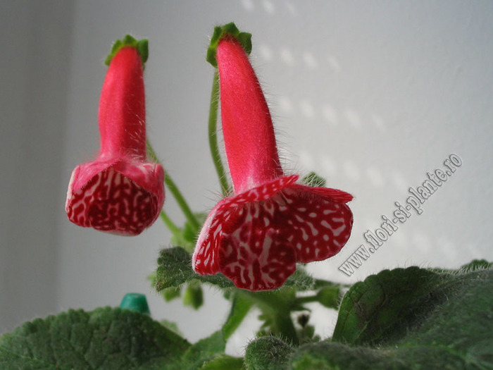 Kohleria Birgitta 11