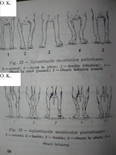 aplomburi