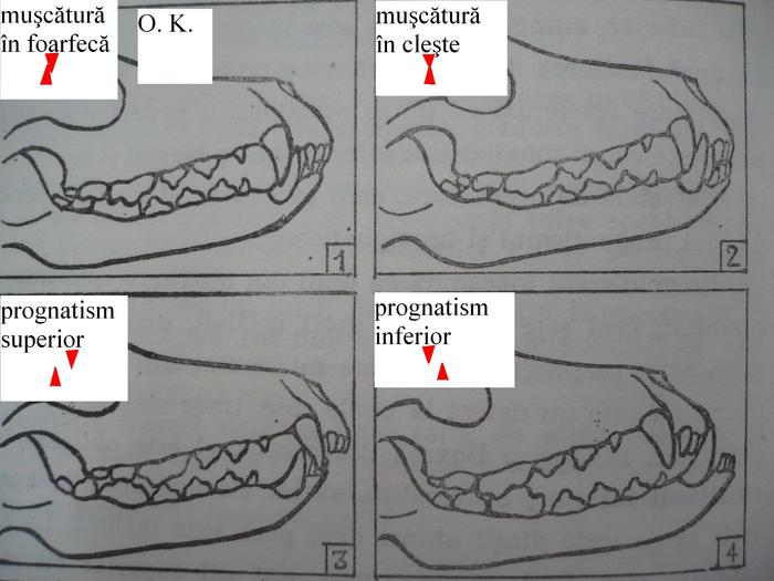 muscatura
