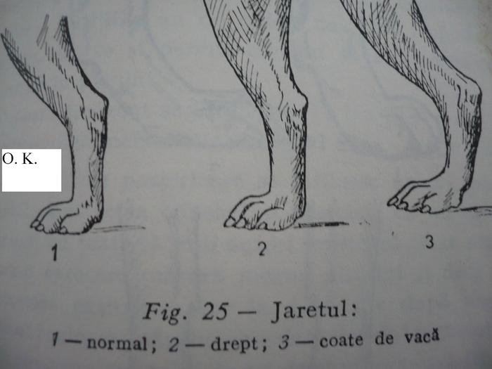 jaretul