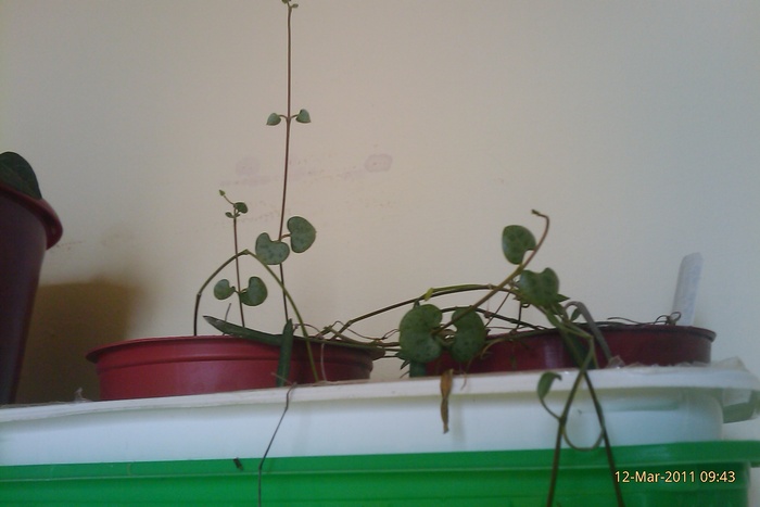 IMAG0297 - ceropegia woodii