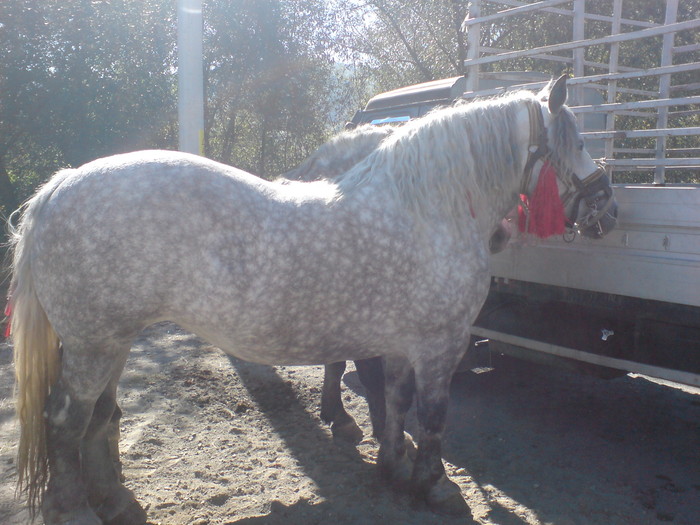 DSC00046 - Caii