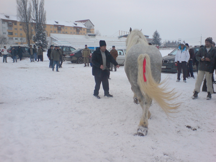 DSC00316 - Caii