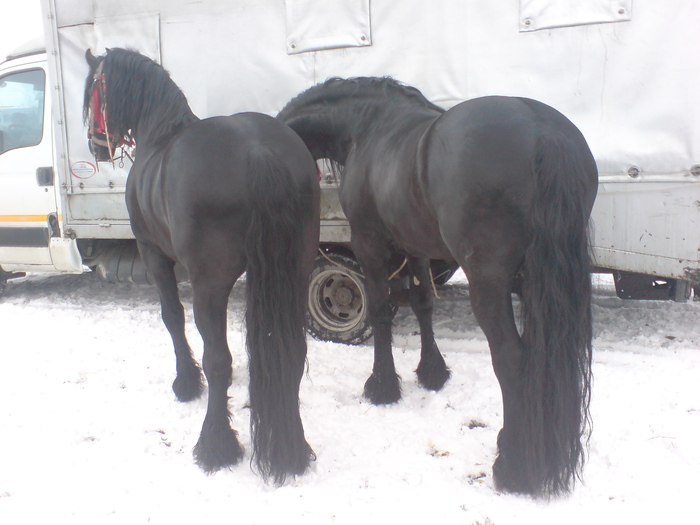 DSC00328 - Caii
