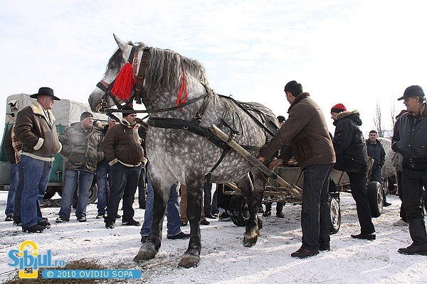 2-expozitie-de-cai-sibiu-2010-764962147