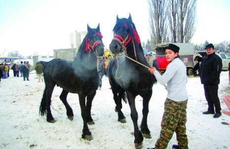 5[1] - Caii Expozitie Sibiu