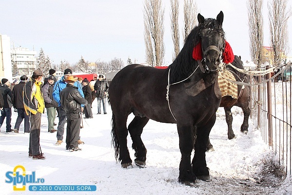 322534563 - Caii Expozitie Sibiu