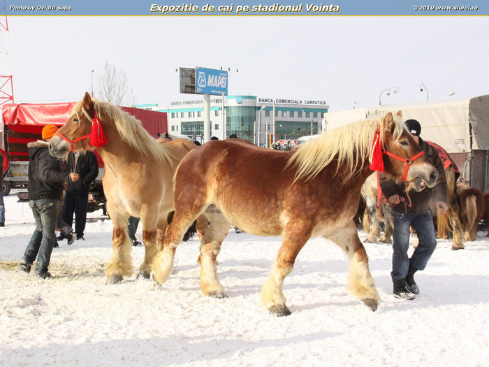 20100124102742-expozitie-de-cai-pe-stadionul-vointa-1597468493[2]