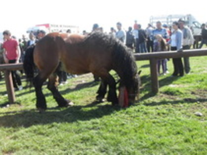 14277943_BPMMWUKQQ - Expozitie cai Radauti