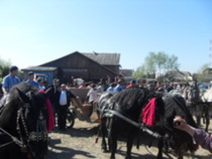 14278009_LDWJEIJUZ - Expozitie cai Radauti