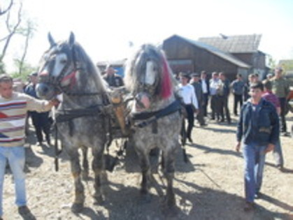 14278013_JJEFFPGGF - Expozitie cai Radauti