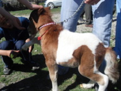 14278116_IQRRSXZFS - Expozitie cai Radauti