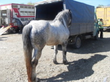 14278119_ARVLRQXJY - Expozitie cai Radauti