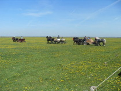 14278120_JCZZLPQDI - Expozitie cai Radauti