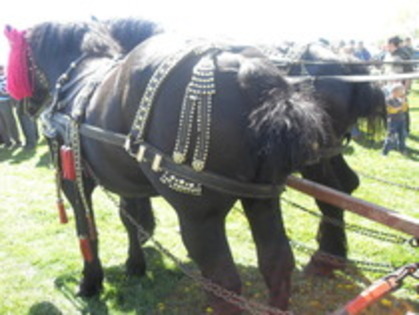 14278130_TFHXHFDQB - Expozitie cai Radauti